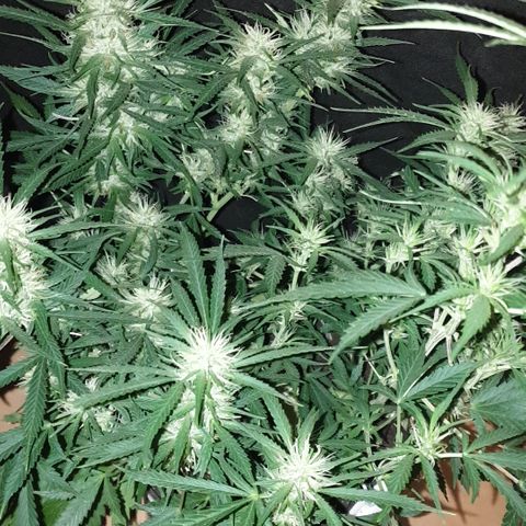 Gelato 1 2024/25 growlog timeline photo