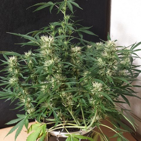 Gelato 1 2024/25 growlog timeline photo