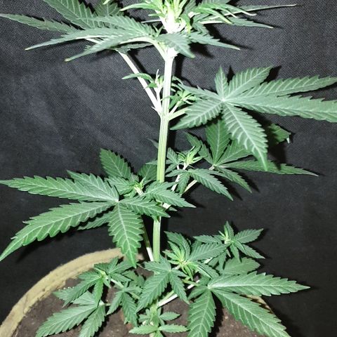 AmzXRedP 2025 growlog timeline photo