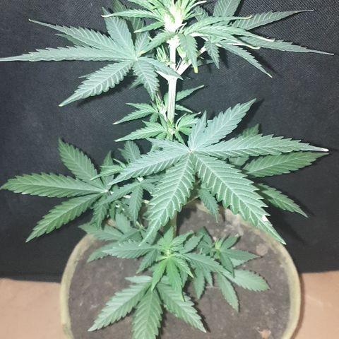 AmzXRedP 2025 growlog timeline photo
