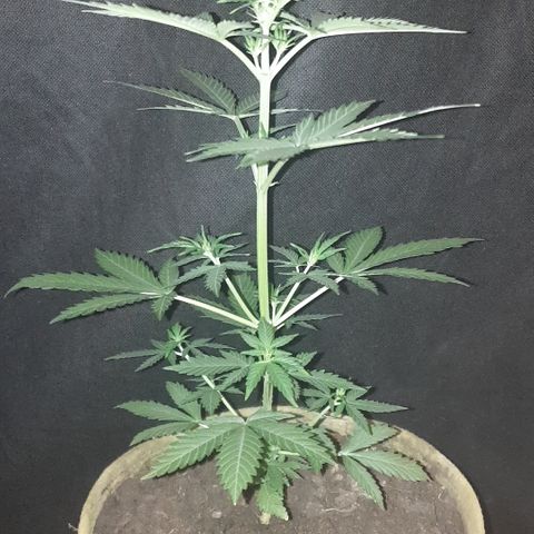 AmzXRedP 2025 growlog timeline photo