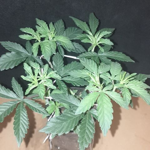 Unknown 1 2024/25 growlog timeline photo