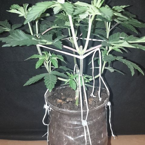 Unknown 1 2024/25 growlog timeline photo