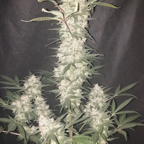 Red Poison 2 2024/25 growlog timeline photo