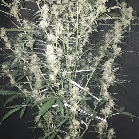 Cream 1 2024/25 growlog timeline photo
