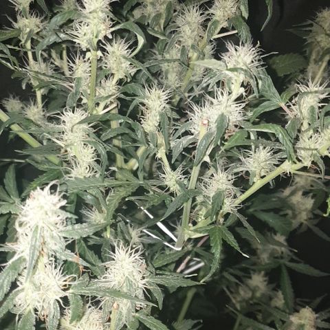 Cream 1 2024/25 growlog timeline photo