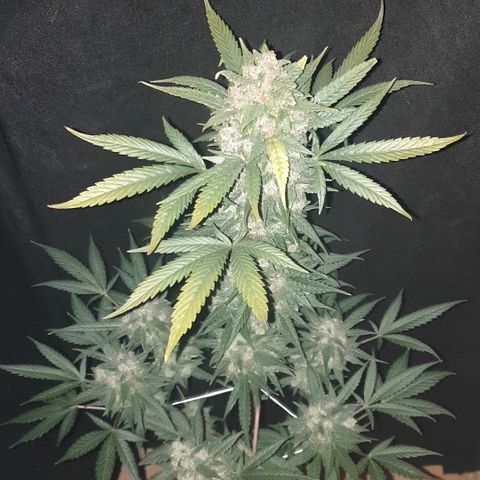 Red Poison 2 2024/25 growlog timeline photo
