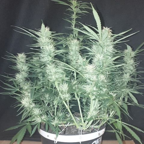 Gelato 1 2024/25 growlog timeline photo