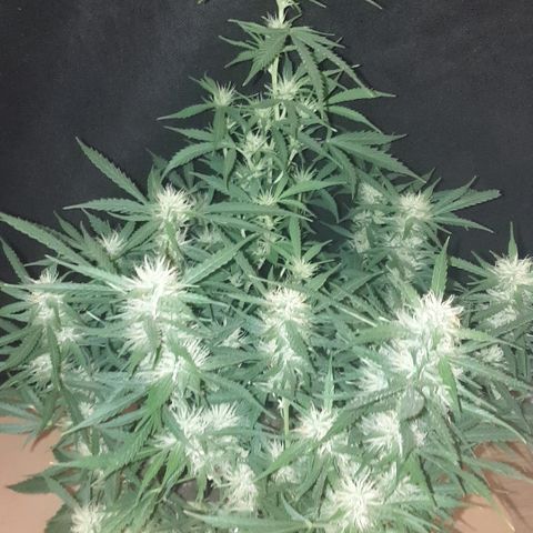 Gelato 1 2024/25 growlog timeline photo