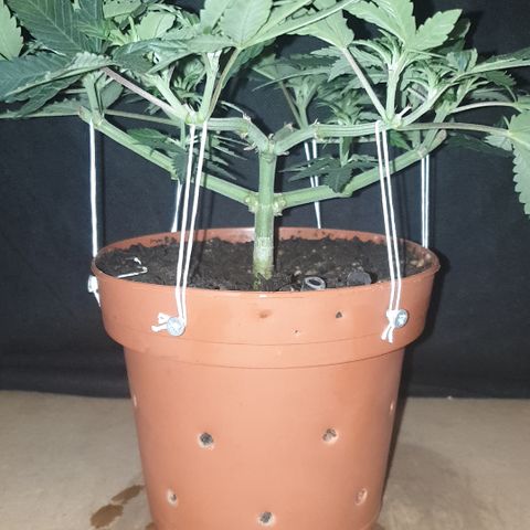 Blue Kush 3 2024/25 growlog timeline photo