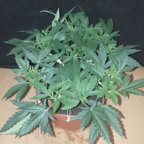 Blue Kush 3 2024/25 growlog timeline photo