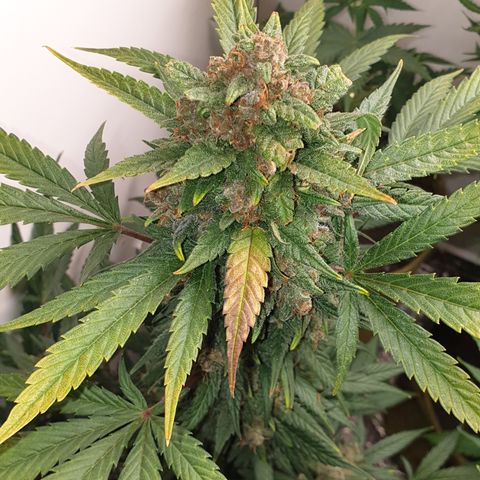 Red Poison 2 2024/25 growlog timeline photo