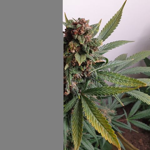 Red Poison 2 2024/25 growlog timeline photo