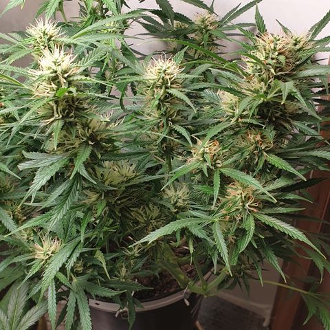 Gelato 1 2024/25 growlog timeline photo