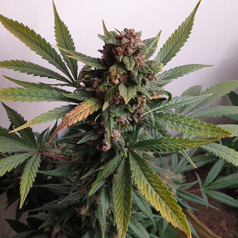 Red Poison 2 2024/25 growlog timeline photo