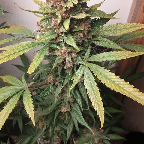 Red Poison 2 2024/25 growlog timeline photo