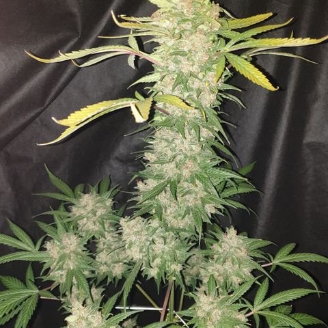 Red Poison 2 2024/25 growlog timeline photo
