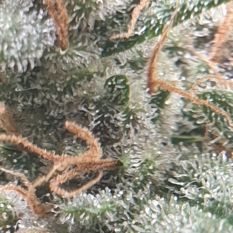 Red Poison 2 2024/25 growlog timeline photo