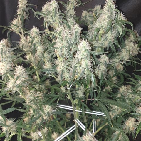 Cream 1 2024/25 growlog timeline photo