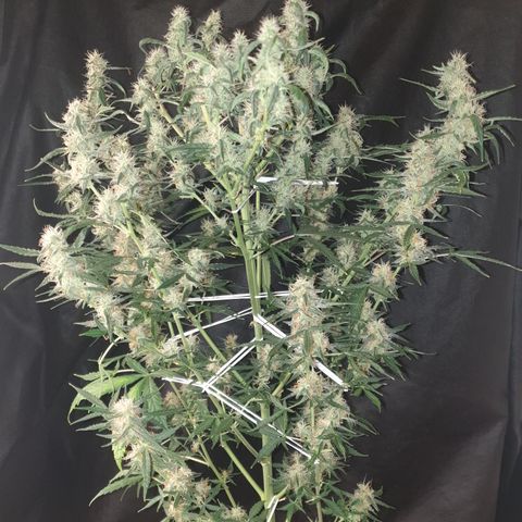 Cream 1 2024/25 growlog timeline photo