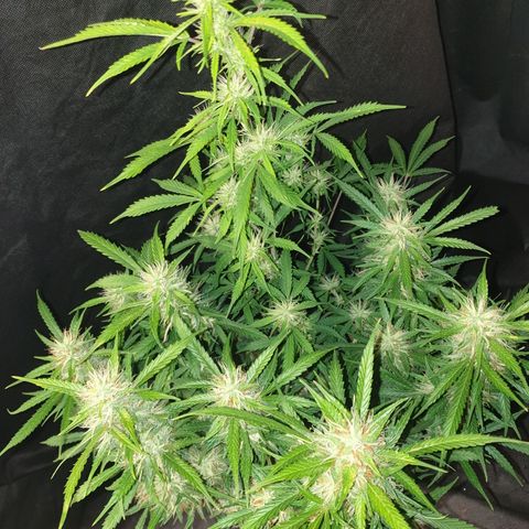 Gelato 1 2024/25 growlog timeline photo