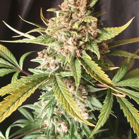Red Poison 2 2024/25 growlog timeline photo