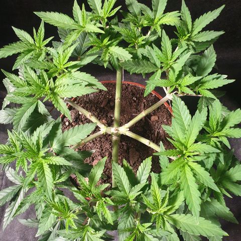Blue Kush 3 2024/25 growlog timeline photo