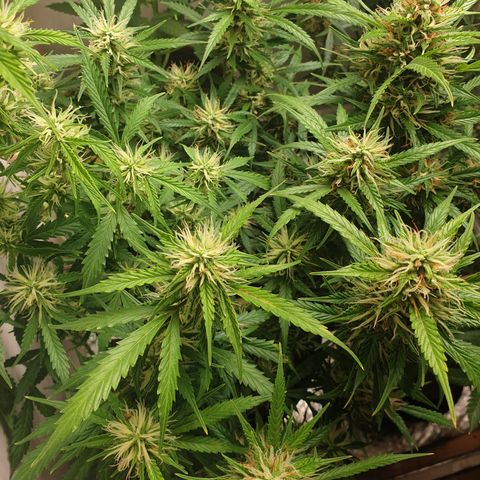 Gelato 1 2024/25 growlog timeline photo