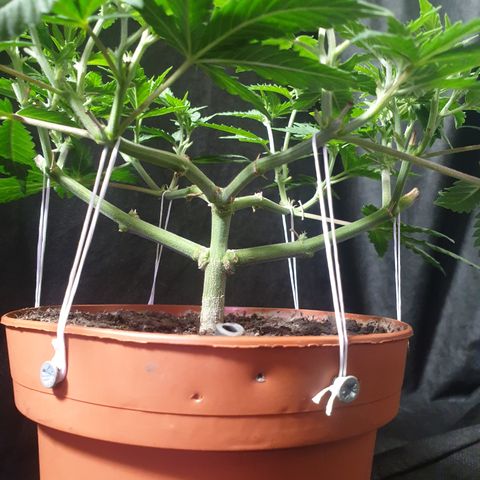 Blue Kush 3 2024/25 growlog timeline photo