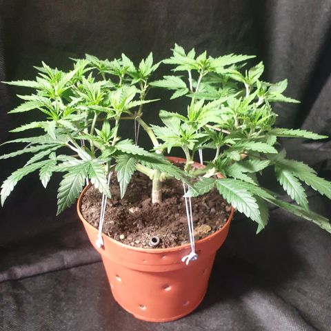 Blue Kush 3 2024/25 growlog timeline photo