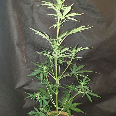 AmzXRedP 2025 growlog timeline photo