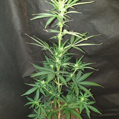 AmzXRedP 2025 growlog timeline photo