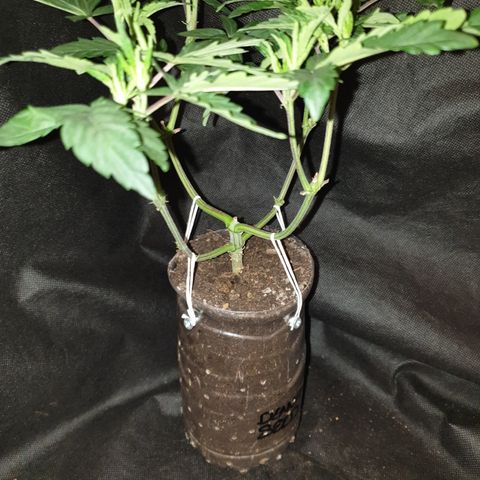 Unknown 1 2024/25 growlog timeline photo