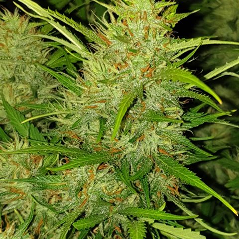 Gelato 1 2024/25 growlog timeline photo