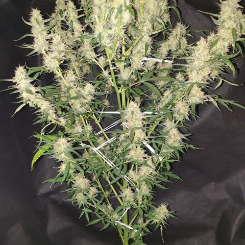 Cream 1 2024/25 growlog timeline photo
