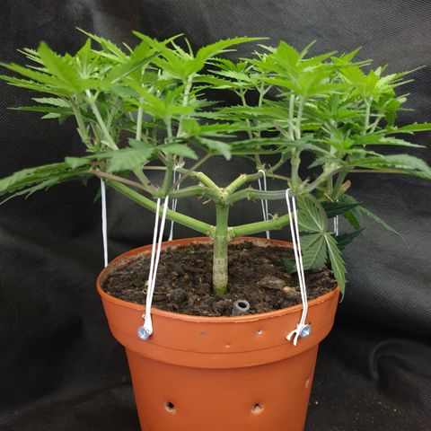 Blue Kush 3 2024/25 growlog timeline photo