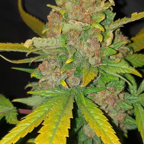 Red Poison 2 2024/25 growlog timeline photo