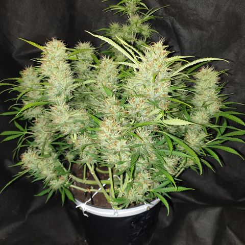 Gelato 1 2024/25 growlog timeline photo