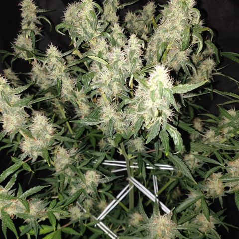 Cream 1 2024/25 growlog timeline photo