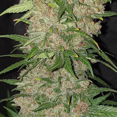 Red Poison 2 2024/25 growlog timeline photo