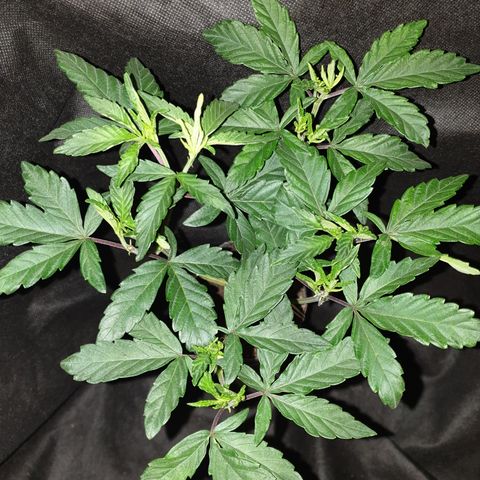 Unknown 1 2024/25 growlog timeline photo