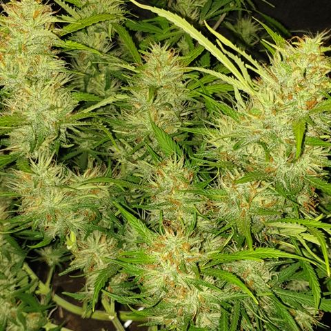 Gelato 1 2024/25 growlog timeline photo