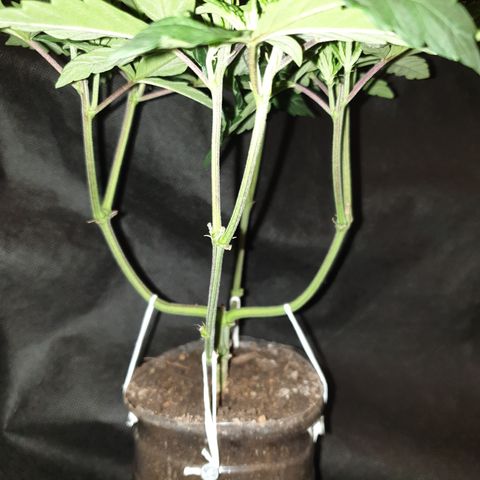 Unknown 1 2024/25 growlog timeline photo