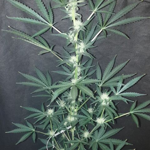AmzXRedP 2025 growlog timeline photo