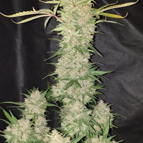 Red Poison 2 2024/25 growlog timeline photo