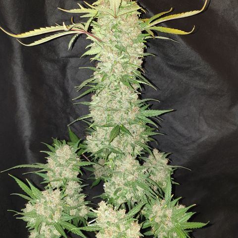 Red Poison 2 2024/25 growlog timeline photo