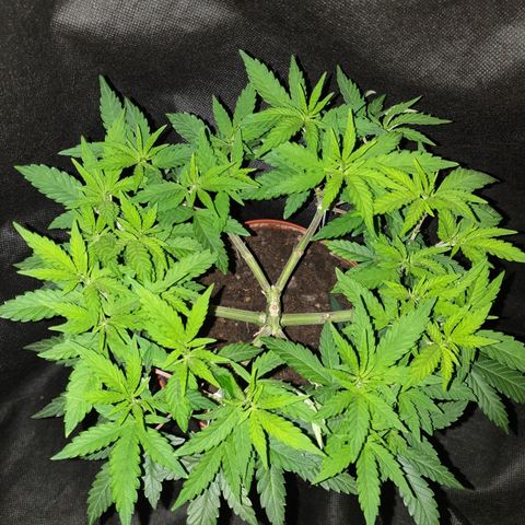 Blue Kush 3 2024/25 growlog timeline photo