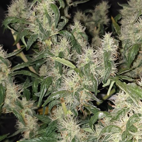 Cream 1 2024/25 growlog timeline photo