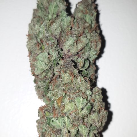 Red Poison 2 2024/25 growlog timeline photo