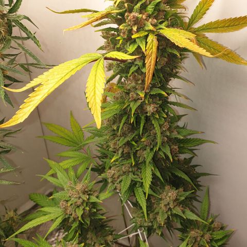 Red Poison 2 2024/25 growlog photo: Removed top half of the plant. 
Noticed tiny bit of suspected budrot near the top. Will dry the section of bud below as looks all clear 